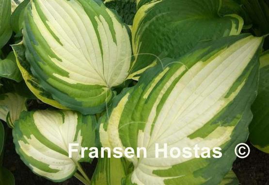 Hosta Child of the Queen