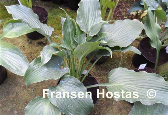 Hosta Childhood Fantasy