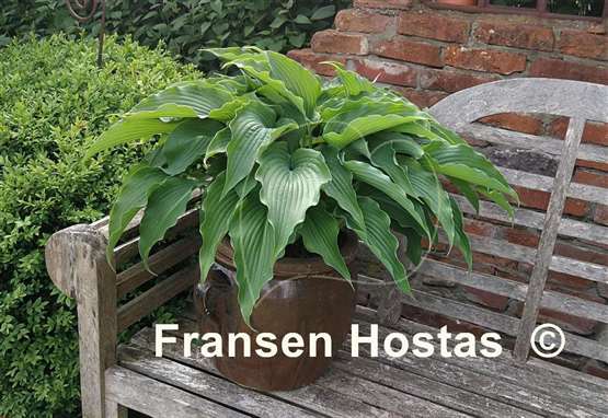 Hosta Childhood Fantasy