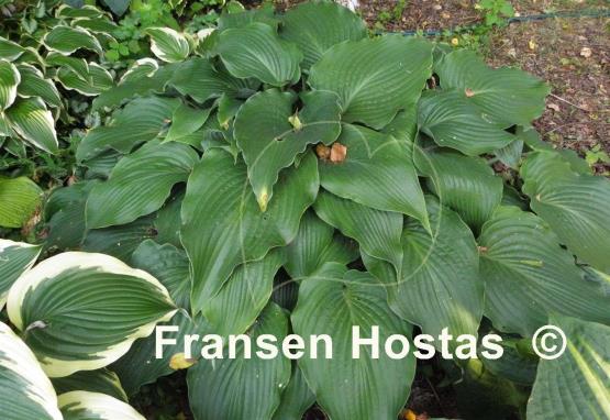 Hosta Childhood Fantasy