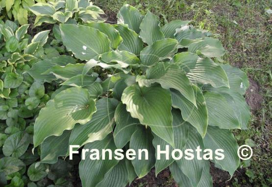 Hosta Childhood Fantasy