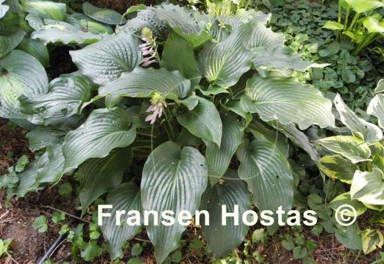 Hosta Childhood Fantasy