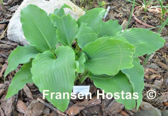 Hosta Childhood Fantasy