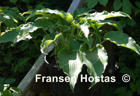 Hosta Childhood Fantasy