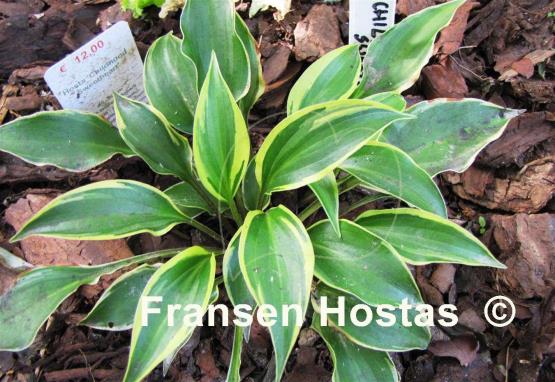 Hosta Childhood Sweetheart