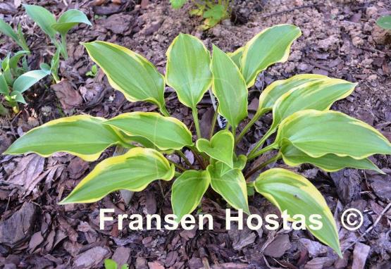 Hosta Childhood Sweetheart