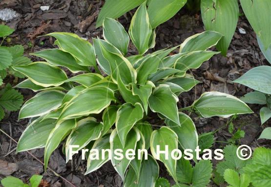 Hosta Childhood Sweetheart