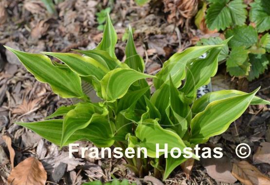 Hosta Childhood Sweetheart