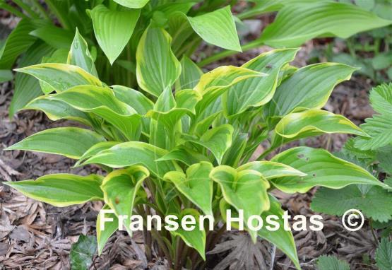 Hosta Childhood Sweetheart