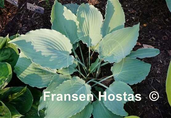 Hosta Chiller