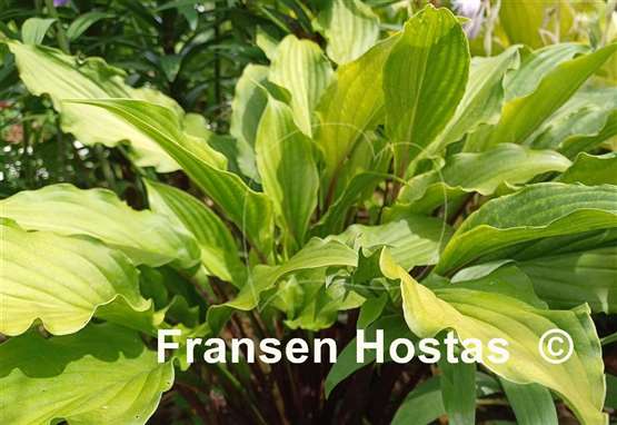 Hosta China Girl