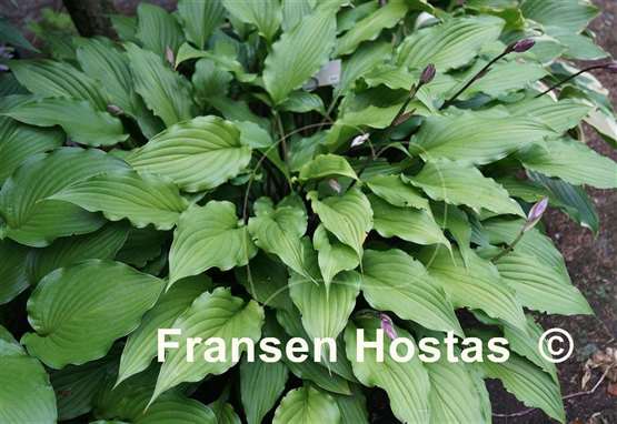 Hosta China Girl