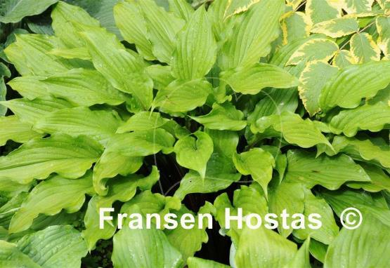 Hosta China Girl