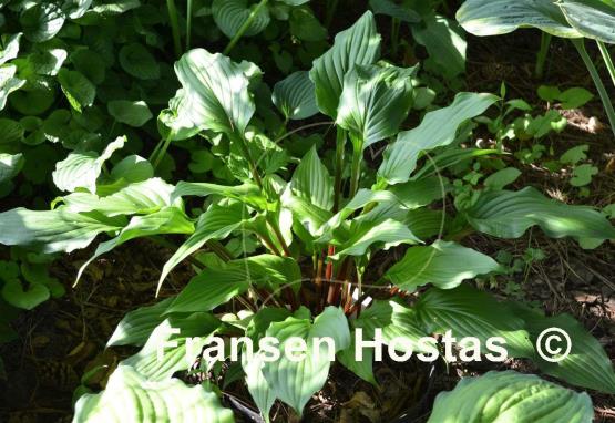 Hosta China Girl