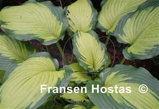 Hosta Chinese Dragon
