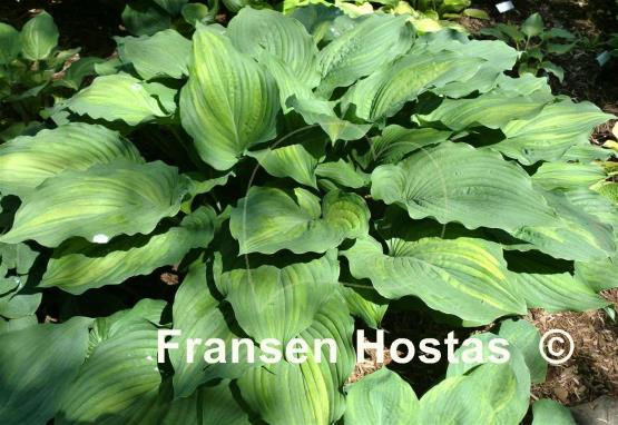 Hosta Chinese Dragon Supreme