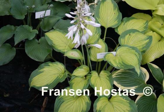 Hosta Chinese Dragon