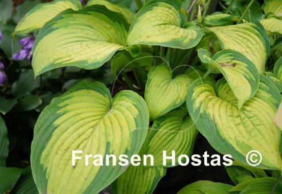 Hosta Chinese Dragon