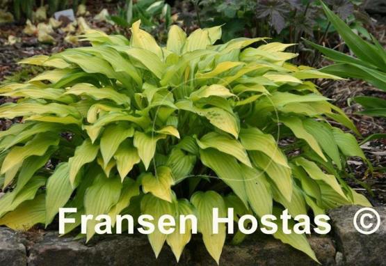 Hosta Chinese Sunrise