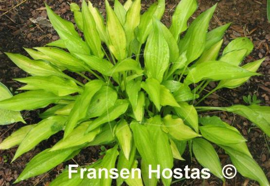 Hosta Chinese Sunrise