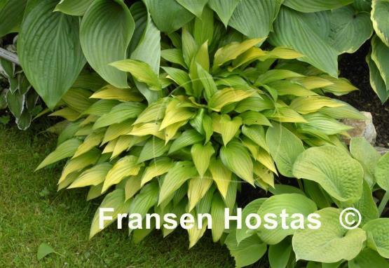 Hosta Chinese Sunrise