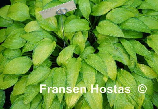 Hosta Chinese Sunrise