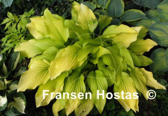 Hosta Chiquita