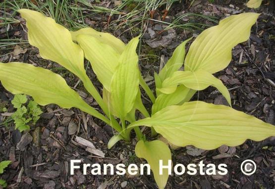 Hosta Chiquita