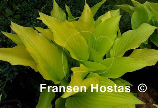 Hosta Chiquita