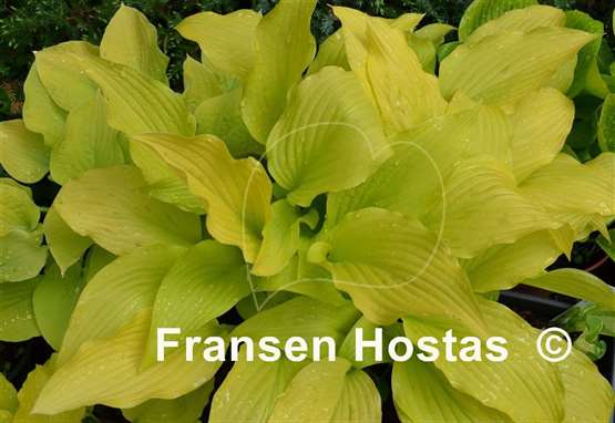 Hosta Chiquita