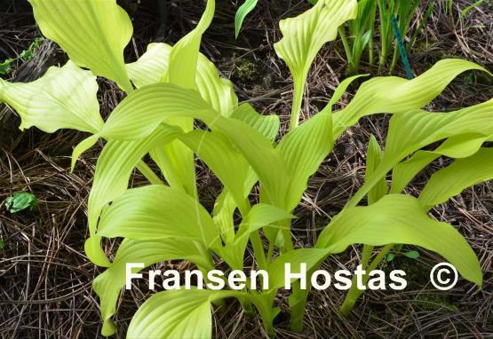 Hosta Chiquita