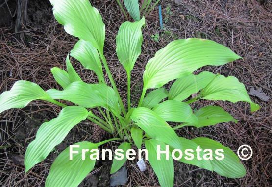 Hosta Chiquita