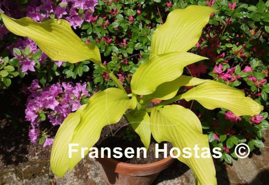 Hosta Chiquita