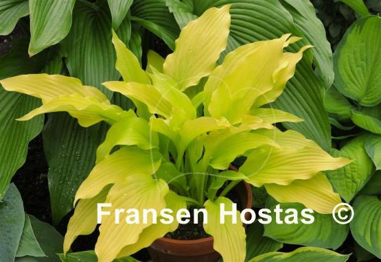 Hosta Chiquita