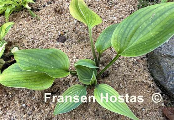 Hosta Chocolate Mint