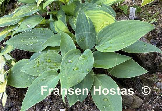 Hosta Chocolate Mint
