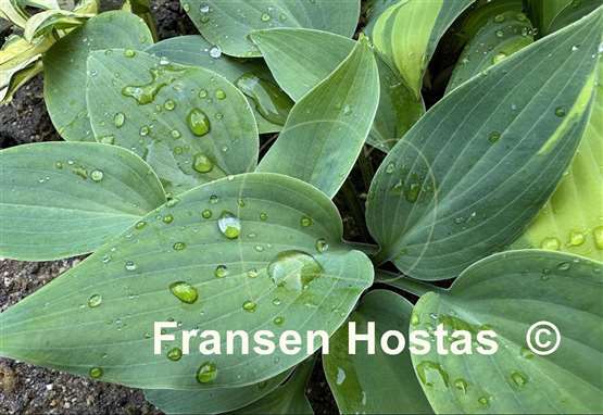 Hosta Chocolate Mint
