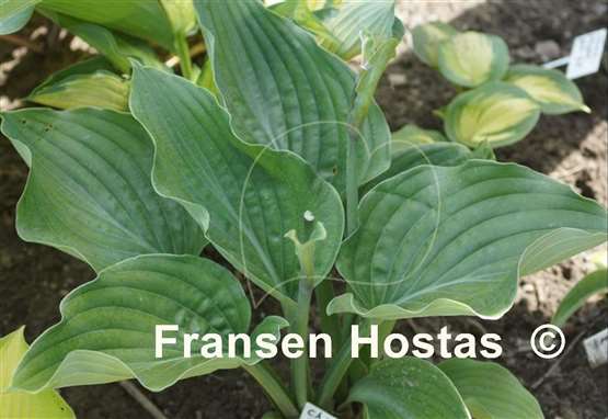 Hosta Chodai Ginba