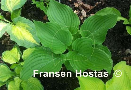 Hosta Chodai Ginba