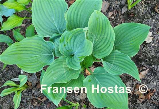 Hosta Chodai Ginba