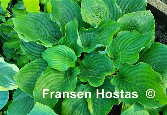 Hosta Chodai Ginba