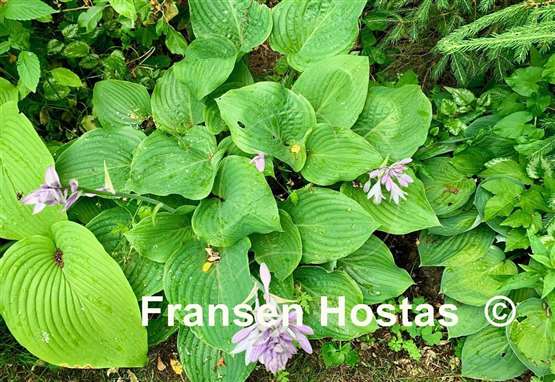 Hosta Chodai Ginba