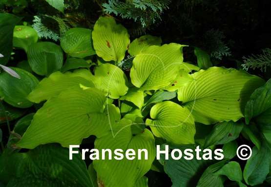 Hosta Choo Choo Train