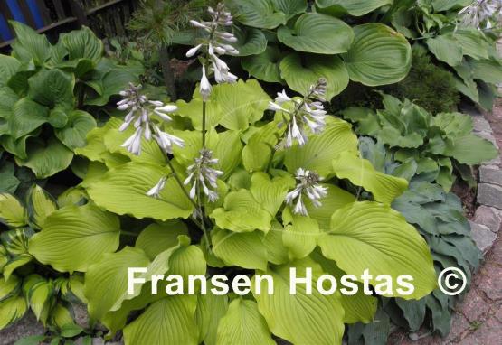 Hosta Choo Choo Train