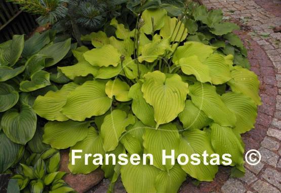 Hosta Choo Choo Train