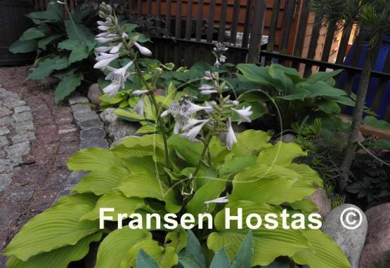 Hosta Choo Choo Train