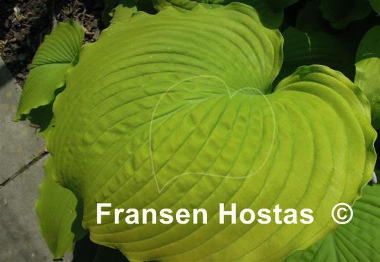 Hosta Choo Choo Train