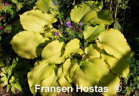 Hosta Choo Choo Train