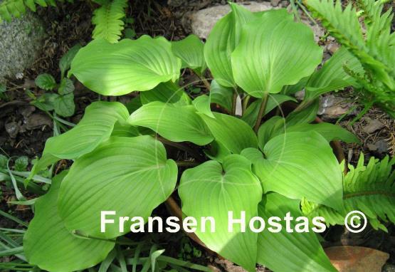 Hosta Chopsticks