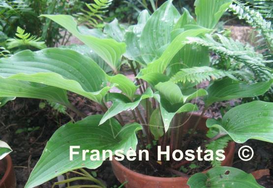 Hosta Chopsticks